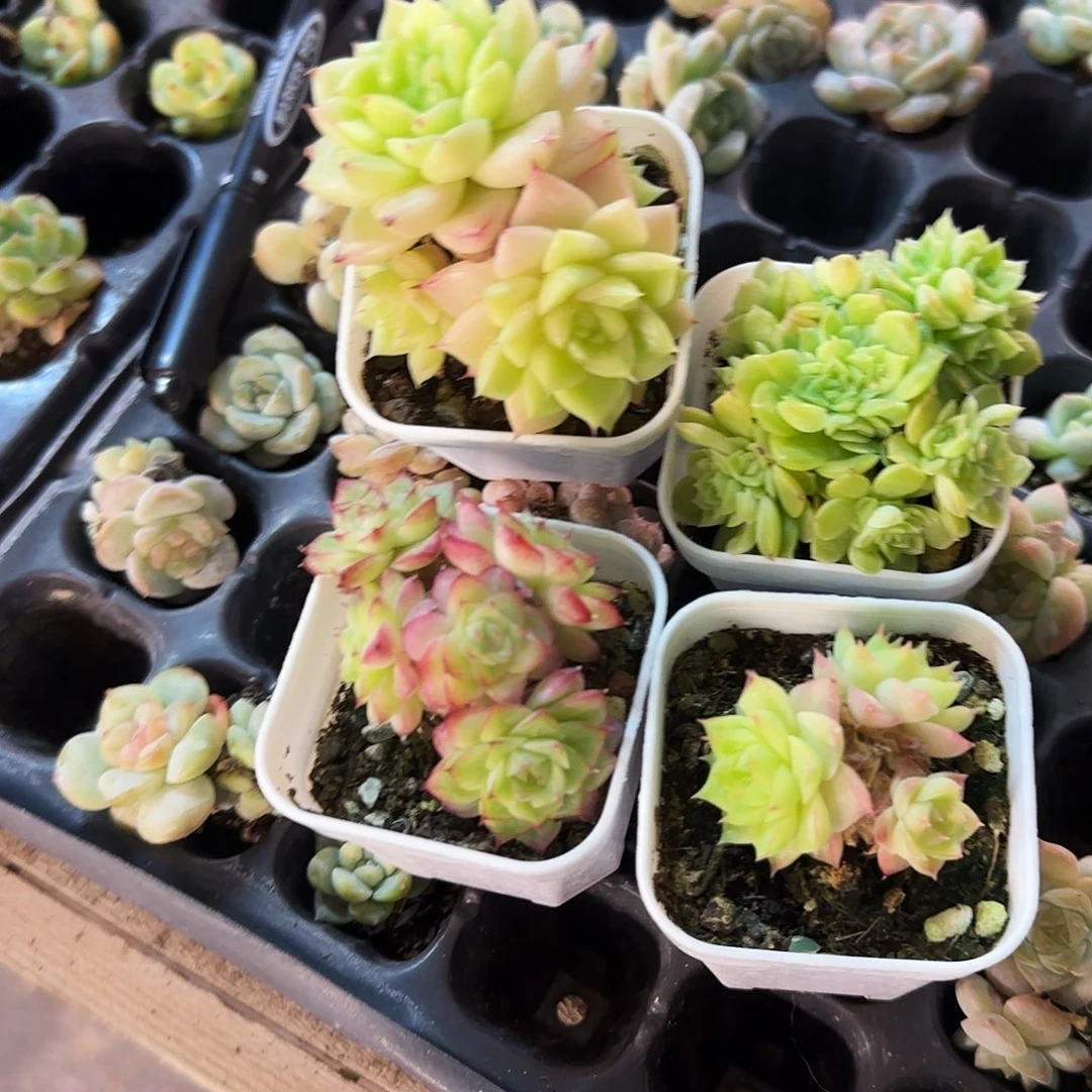 麦杆群中盆一个满25包邮