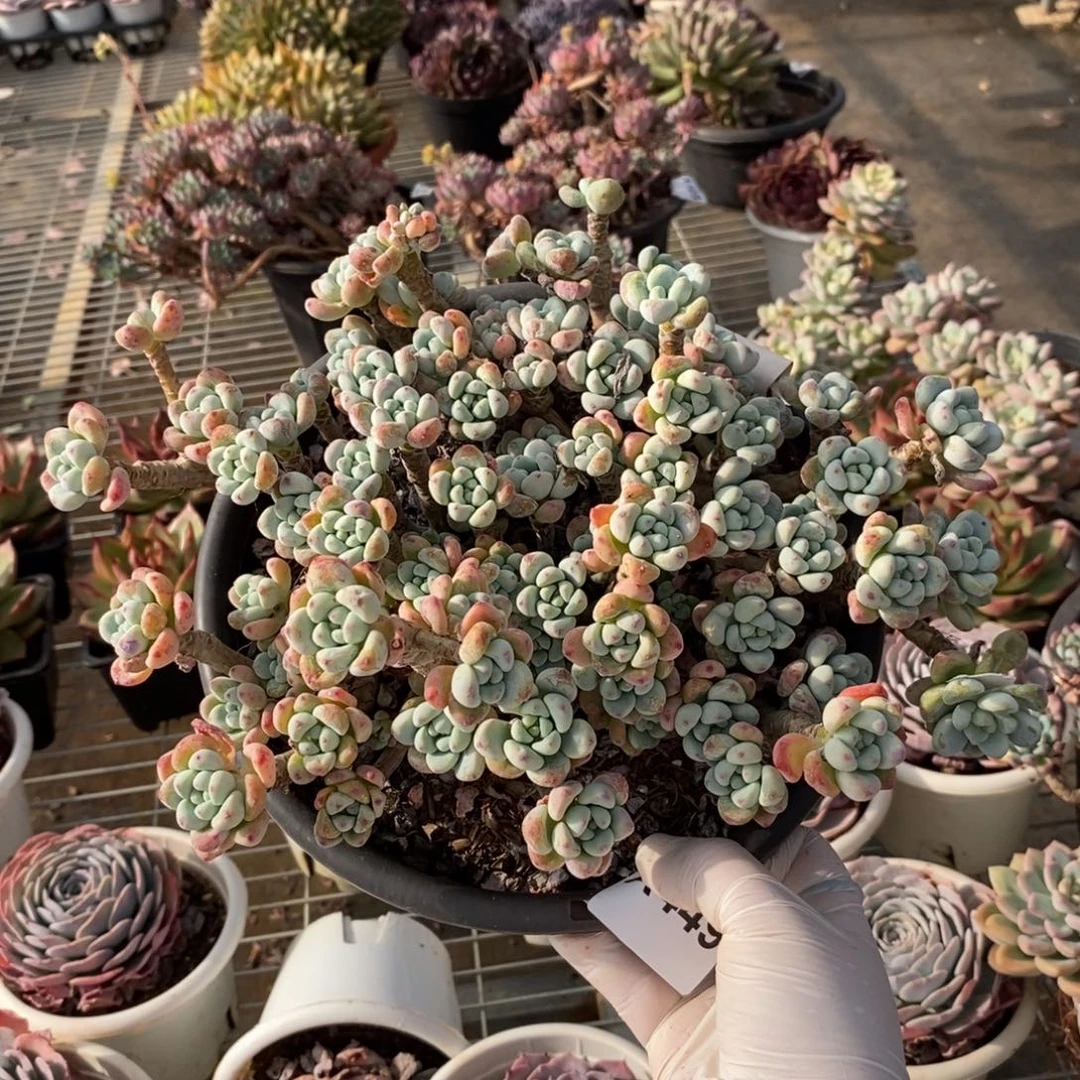 449劳尔整桩一物一拍