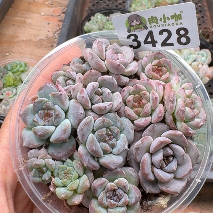 多肉植物多肉植物