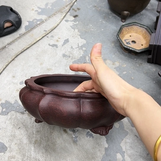 紫砂花盆中放的有五