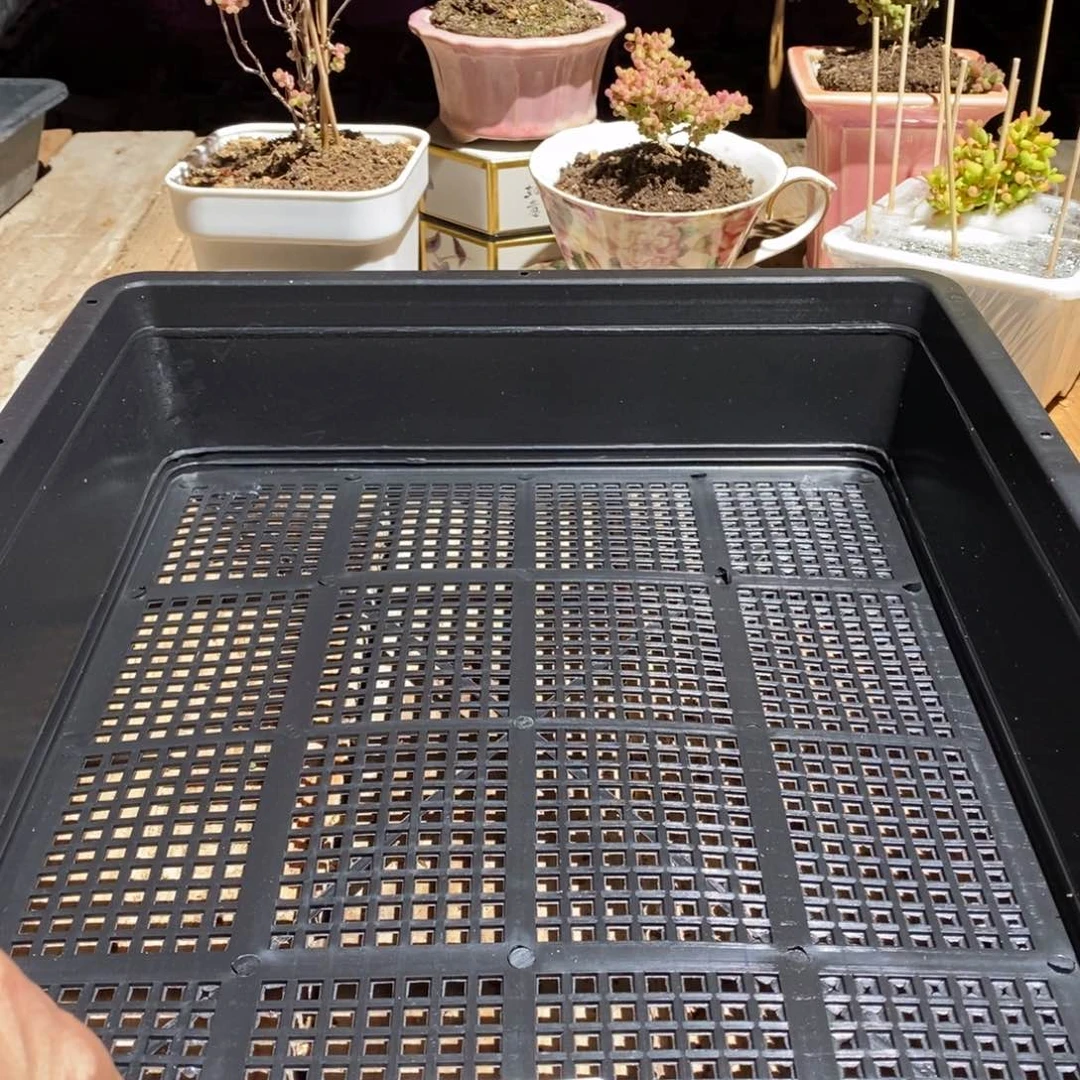 枝干番杏多肉植物256