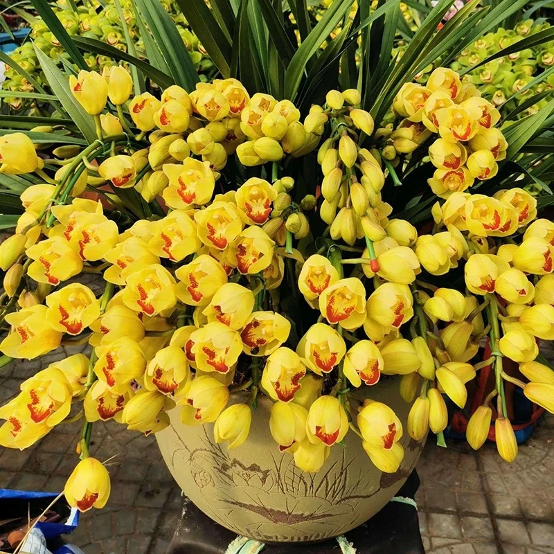 【一物一拍兰花】兰花带花四季开花一物一拍