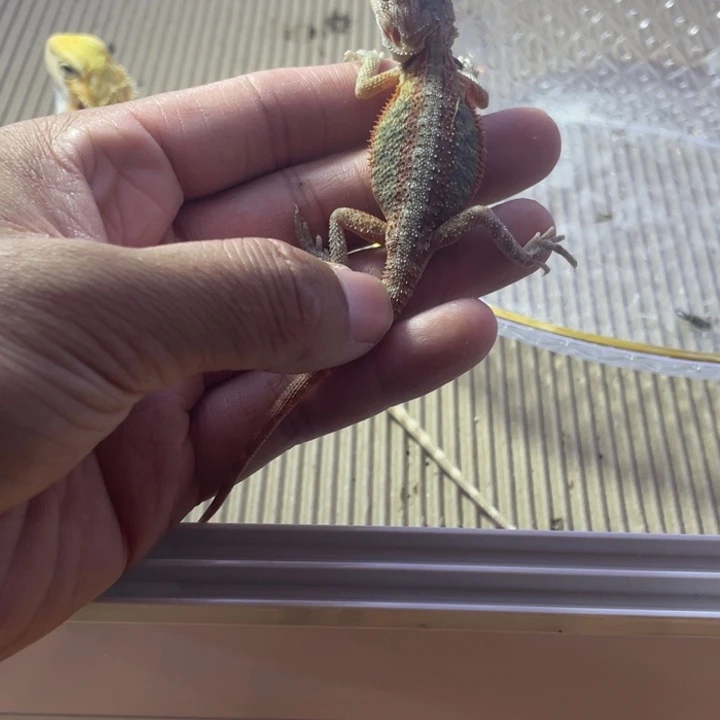 鬃狮蜥鬃狮自己挑