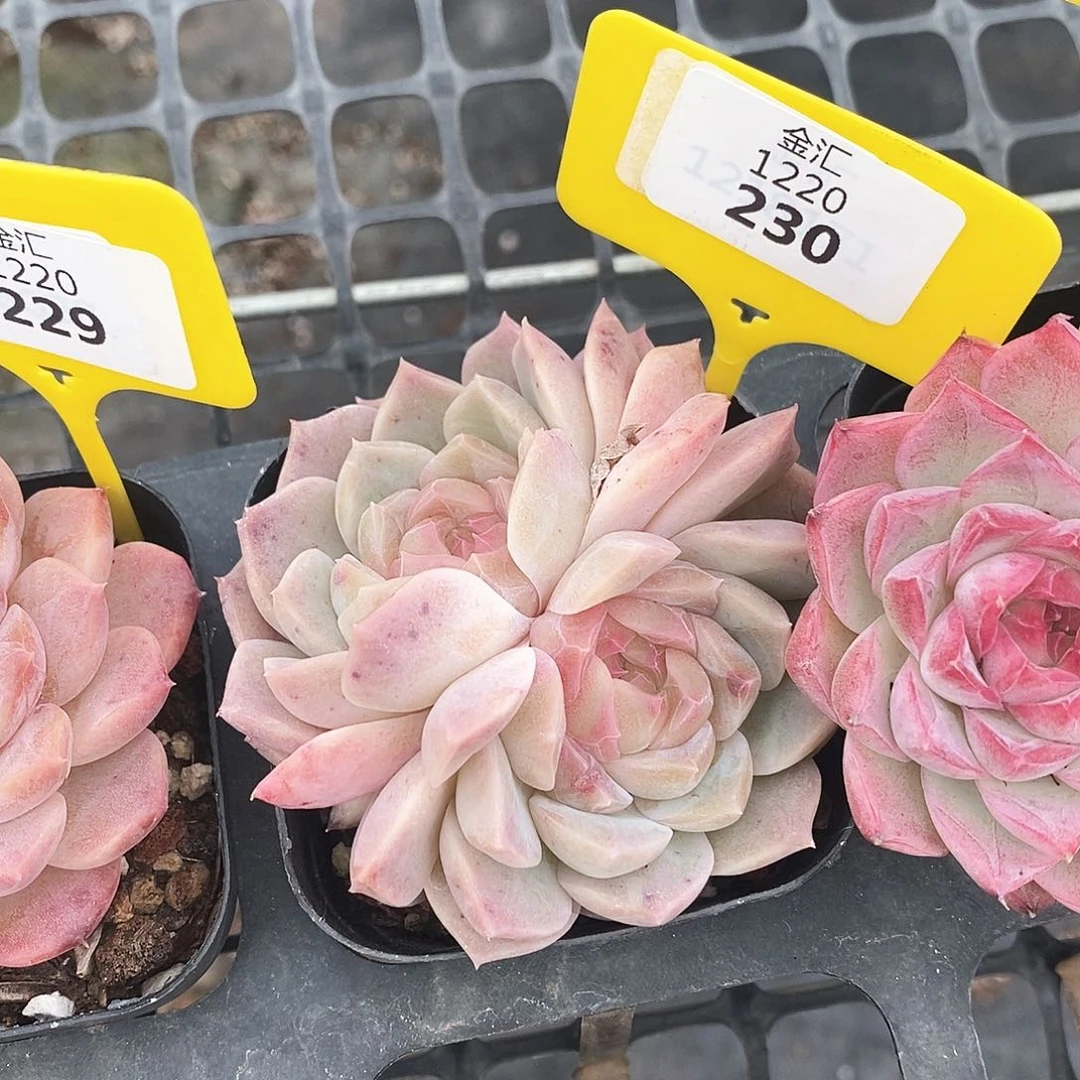 福利多多。1220230