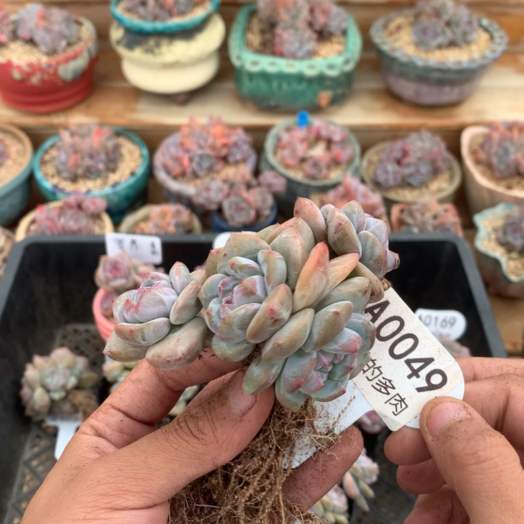 A0049 突尼斯小树高桩 有砍 8cm