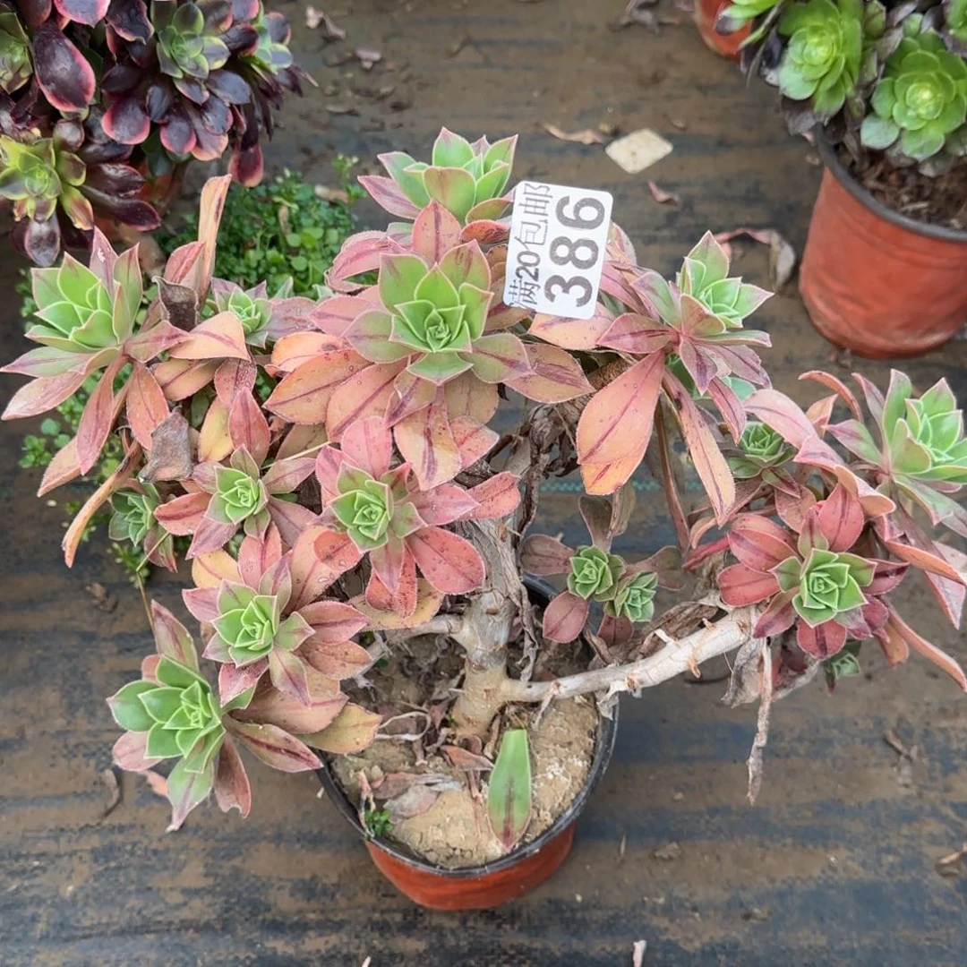 红叶386满20包邮断枝不包