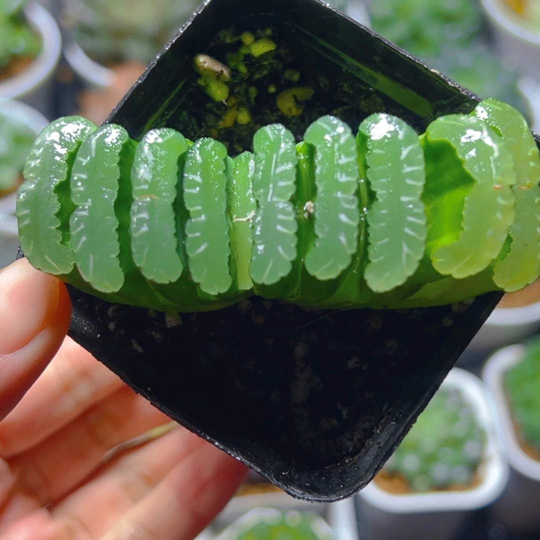 墨玉玉扇多肉多肉1