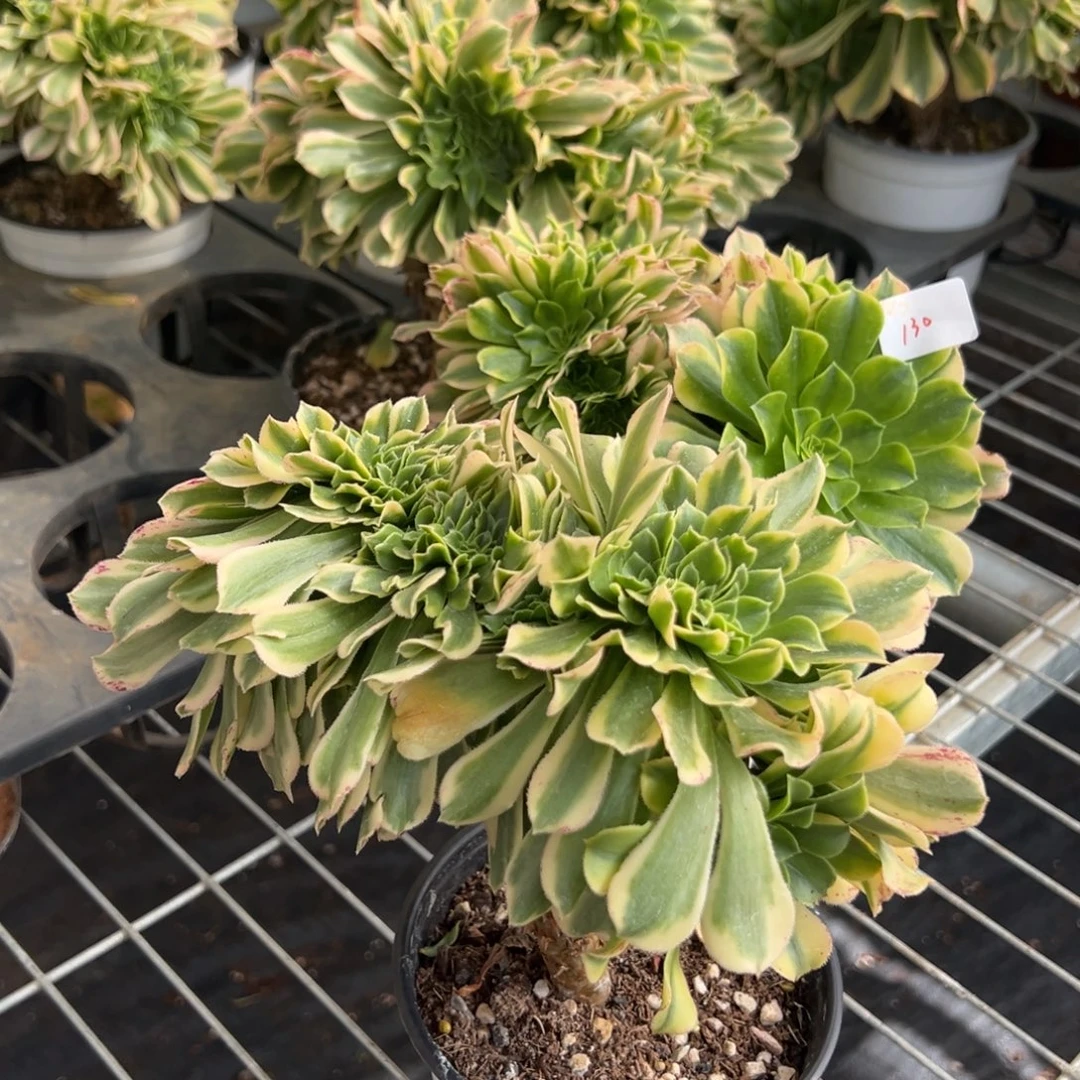 130金丝翡翠一颗15多肉