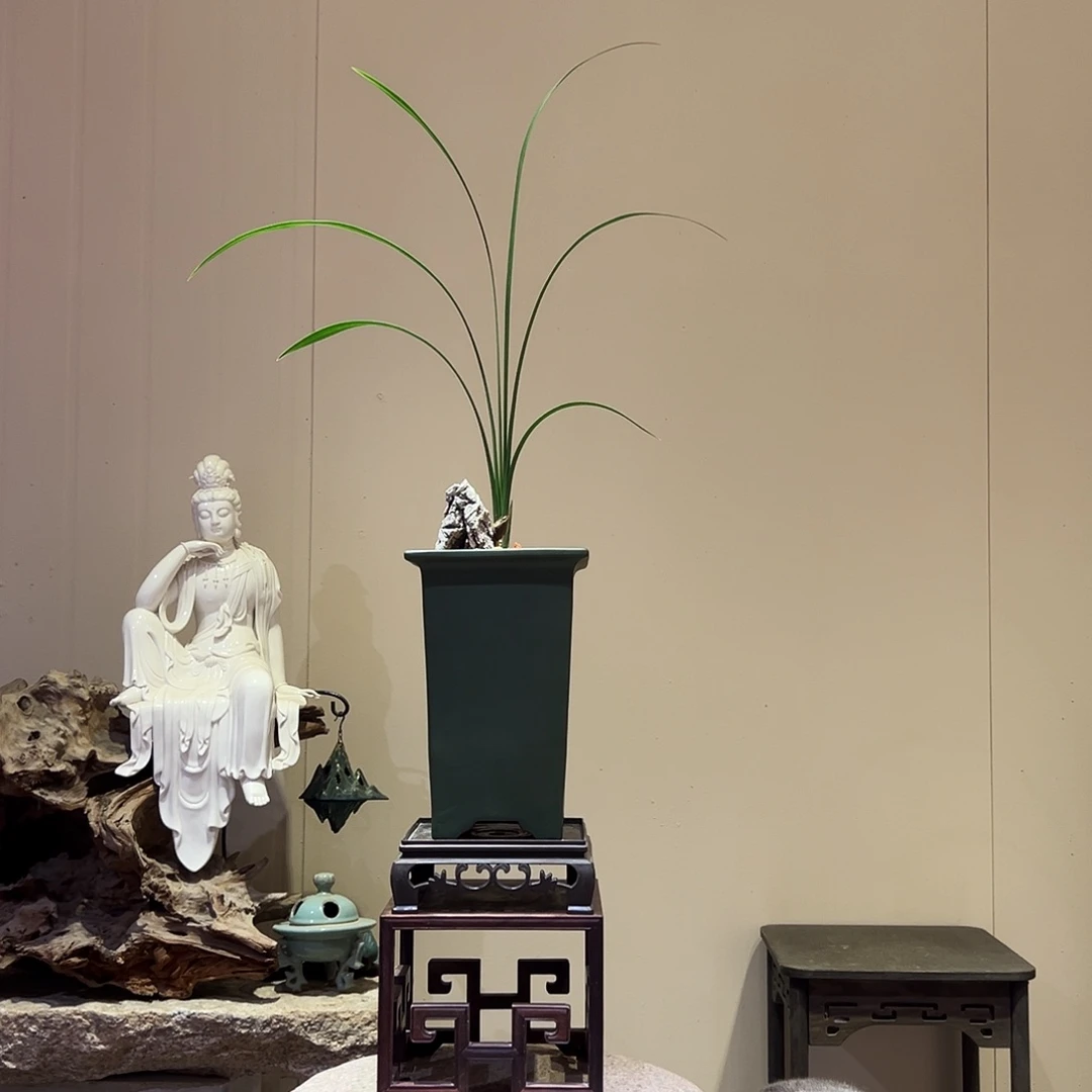 大部分花苞少量开放春剑牡丹