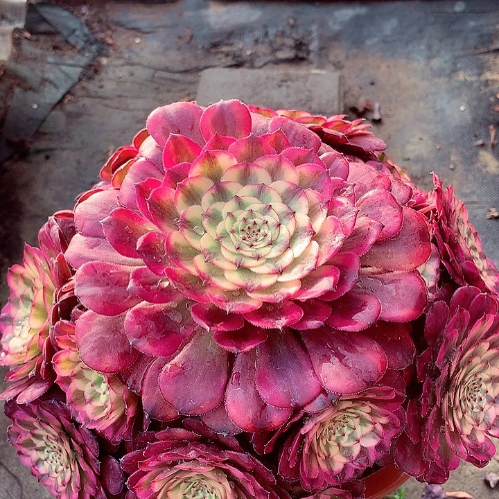月蝉捧花，多肉植物