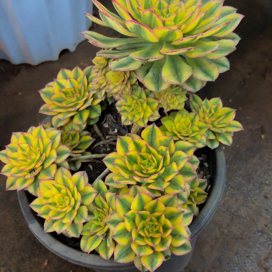 ?**?389多肉植物太阳神