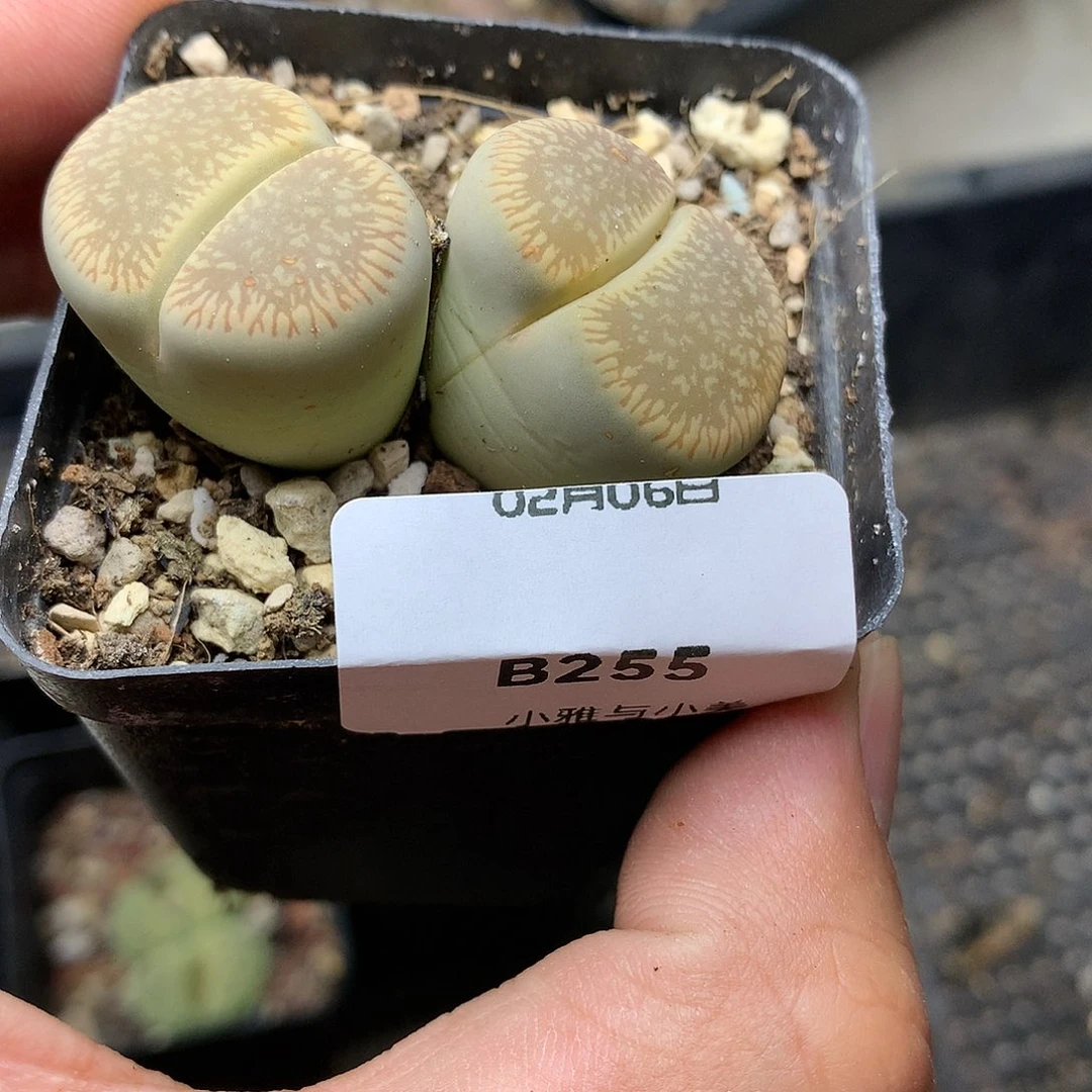 B255多肉植物保护