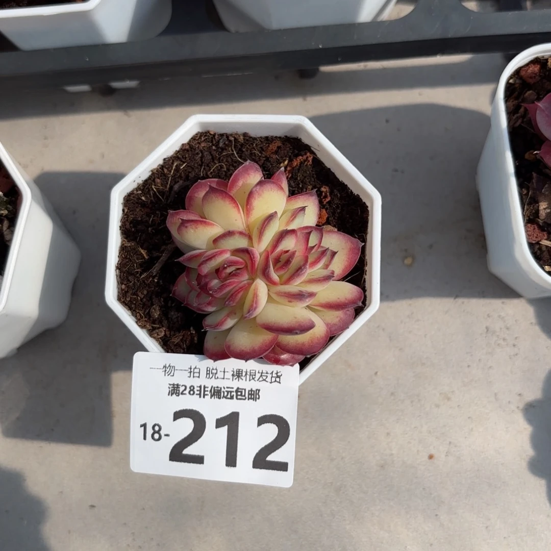 肉酱玫瑰缀化多肉