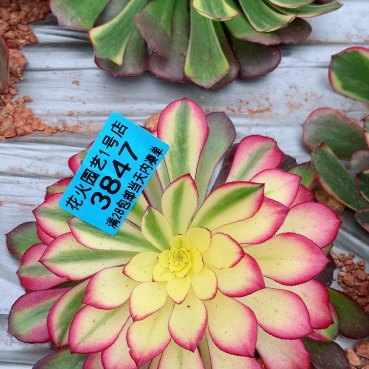 铜雀台3847多肉植物