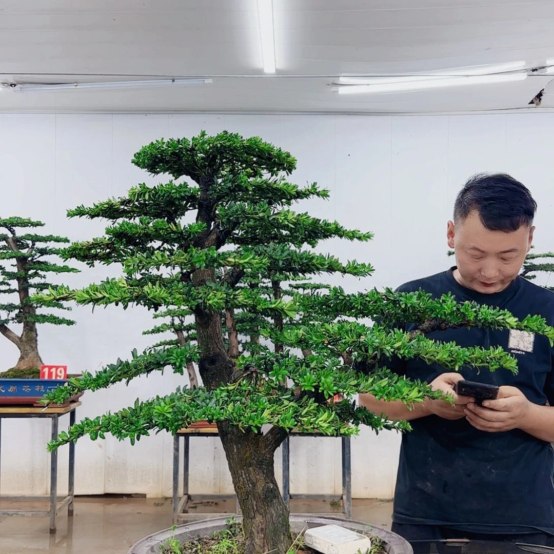 润***润无花朵盆景制作过程非常
