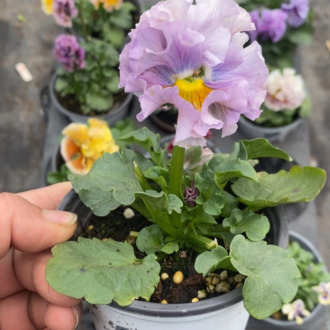 完全开放0121号不售后