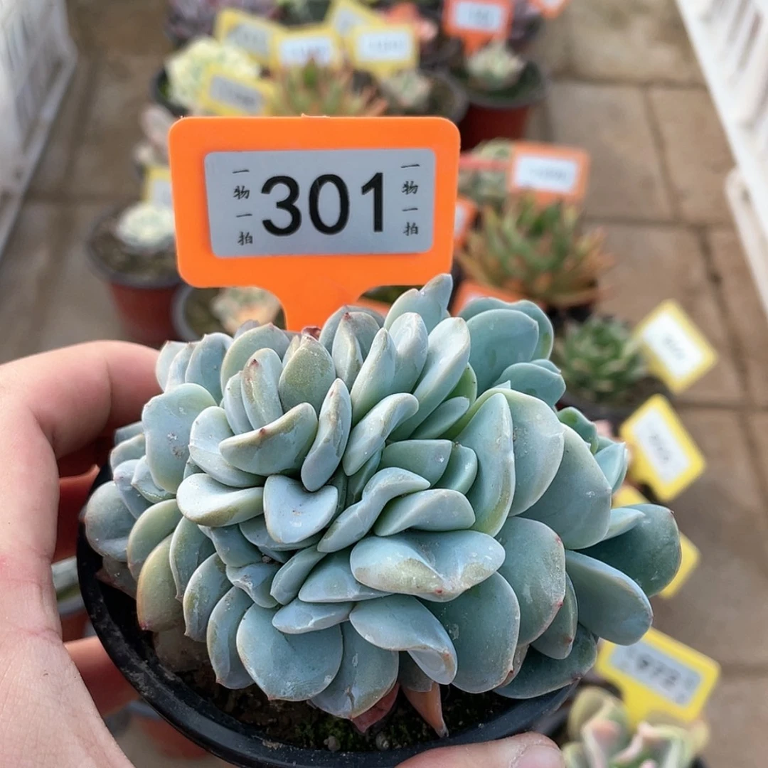 【闪购商品】?****?301号