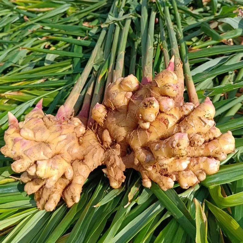 云南现挖新鲜小黄姜红芽嫩姜当季蔬菜可做泡姜