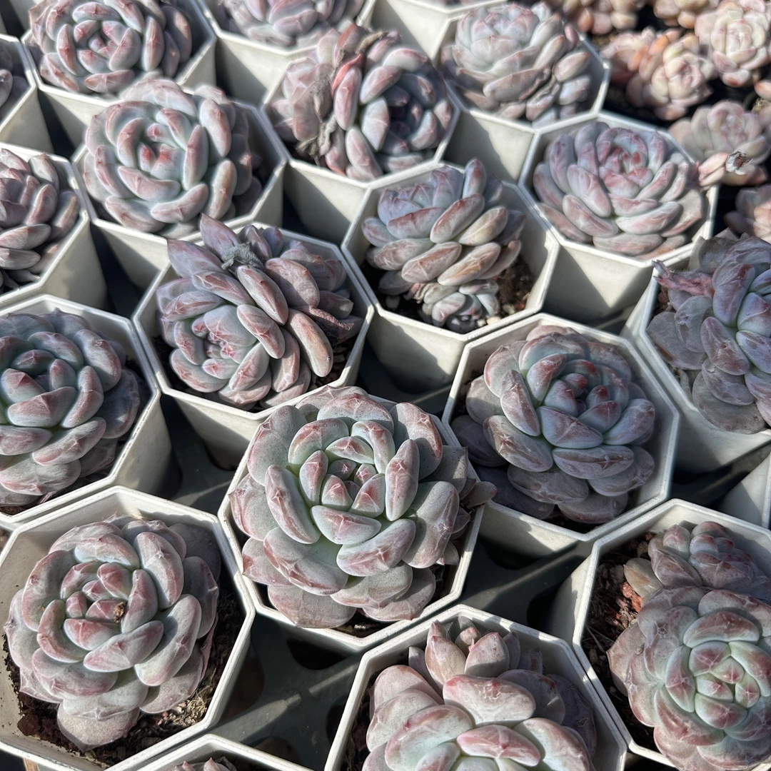 钻石星影多肉 拍一发十（以直播间为准）