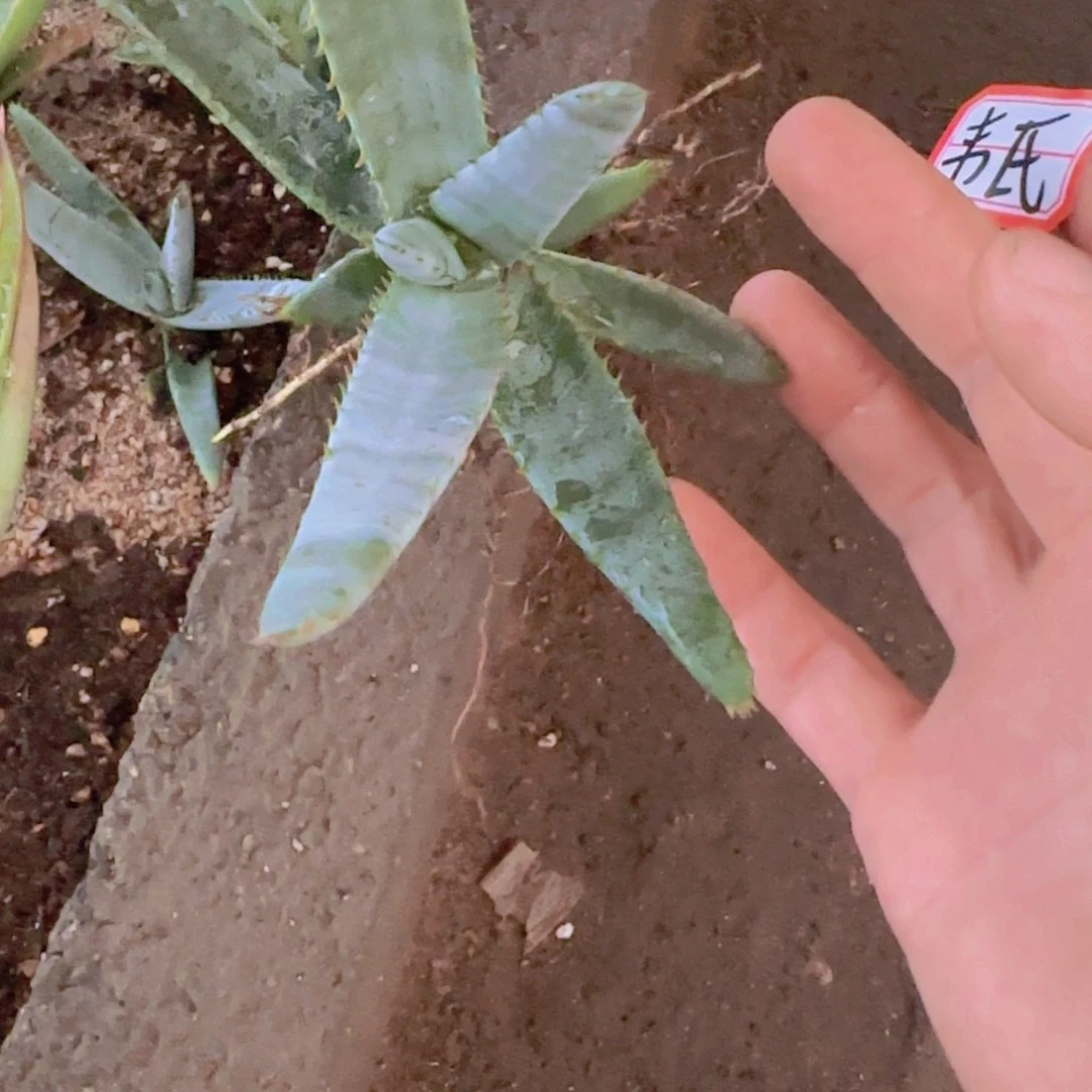 素***金块根植物块根植物