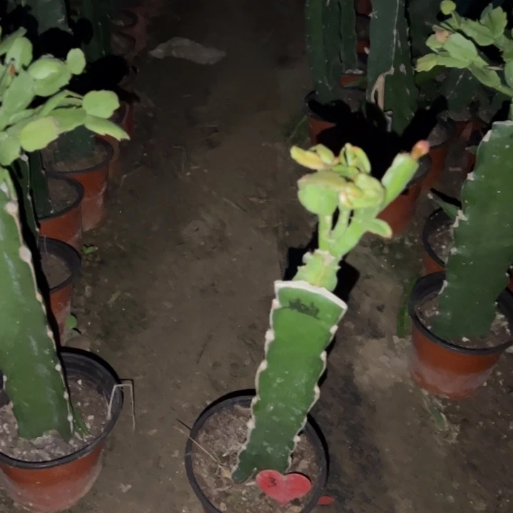 雨***竹当前无花栽培后可以开花鲁迪32