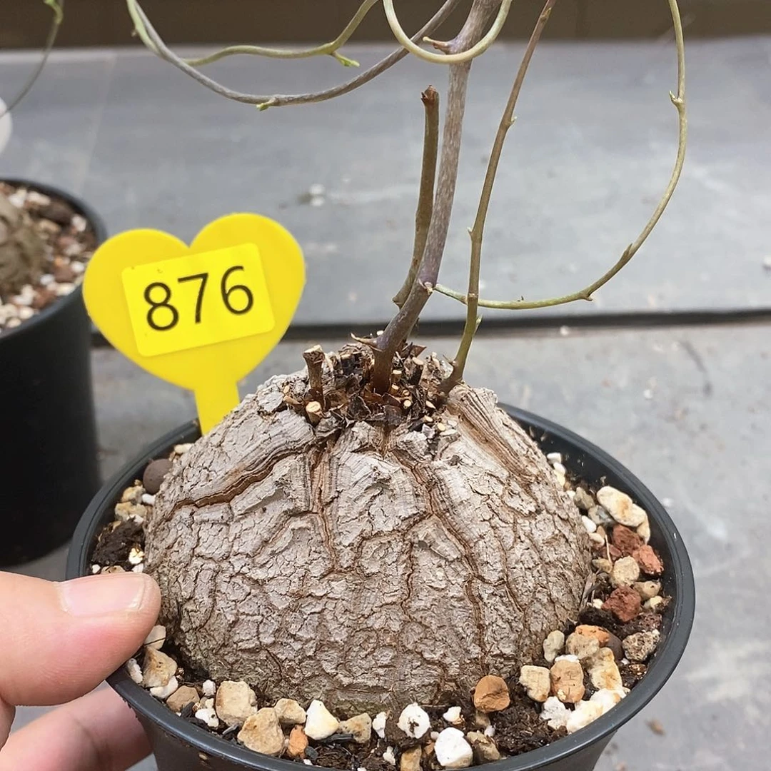 南非龟甲龙龟甲龙