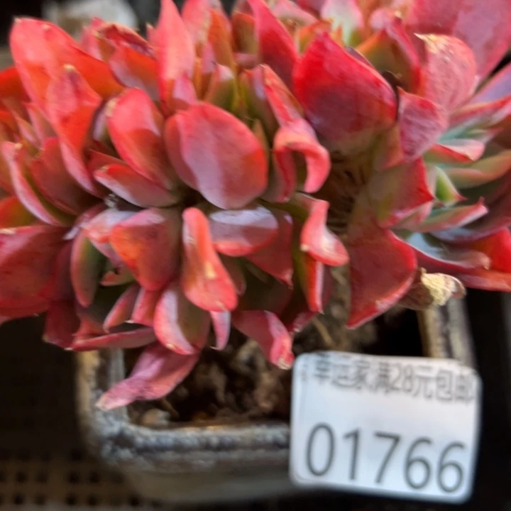 幸运儿的故事也是很幸运