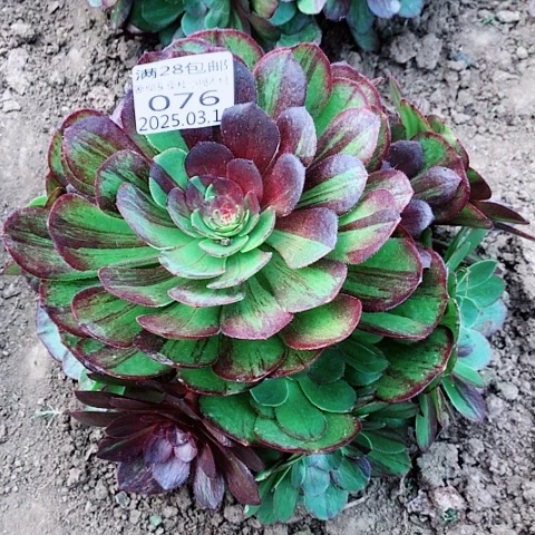 3.10-76花月夜多肉植物