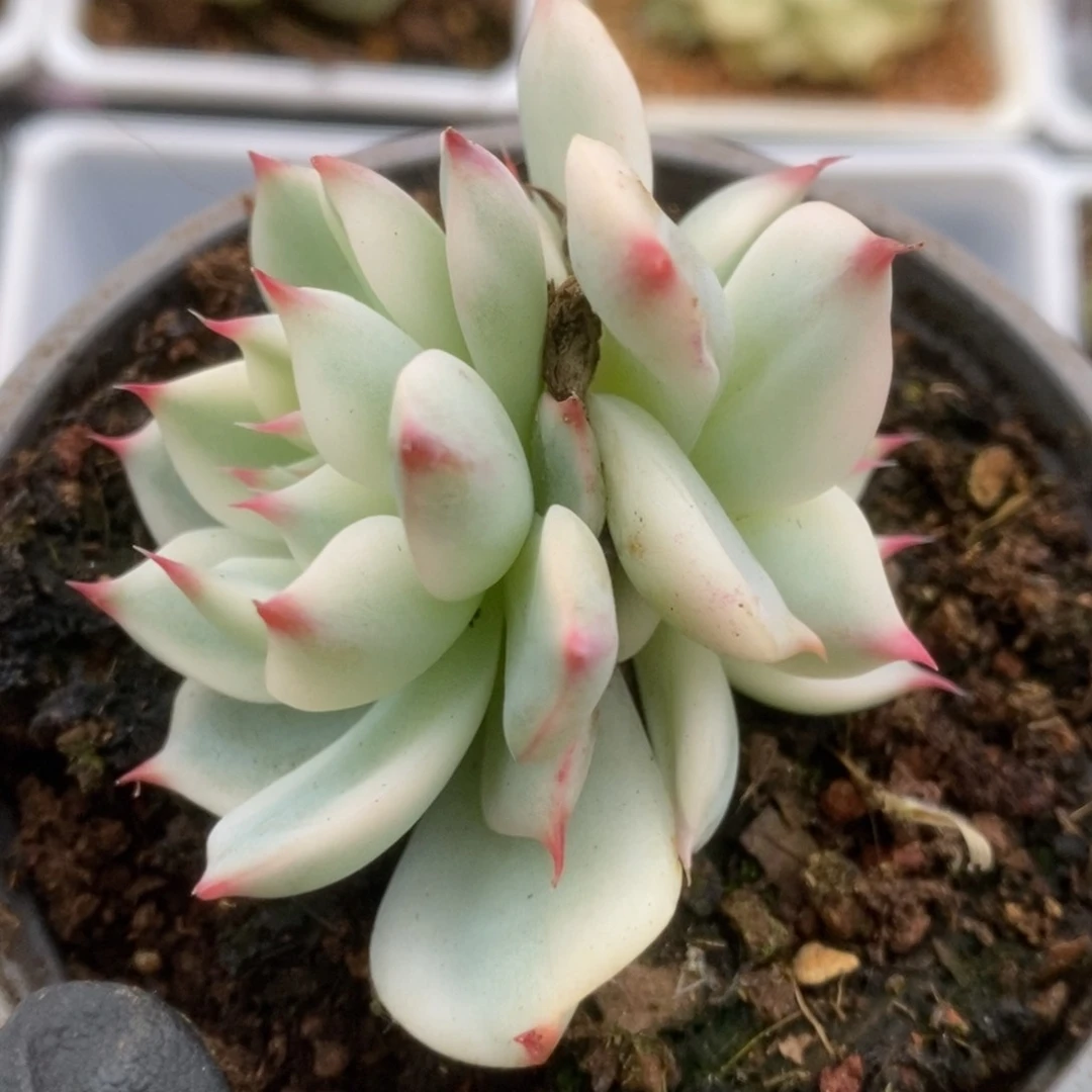 718锦锦锦锦锦锦锦锦锦