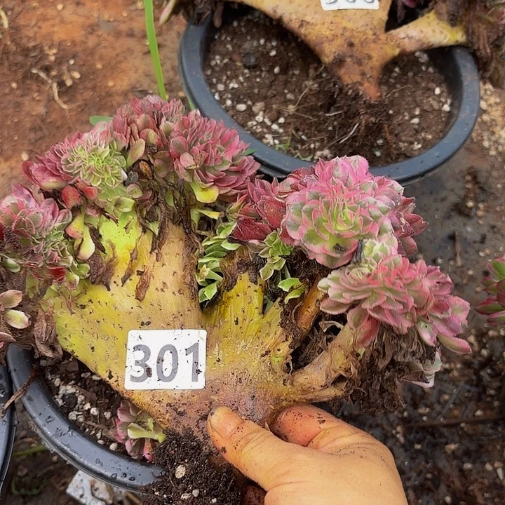 多肉植物福利301个