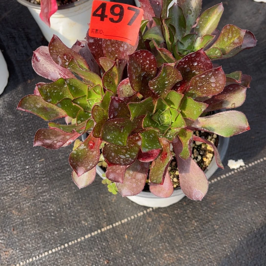 人**梦497多肉法师魅影中班