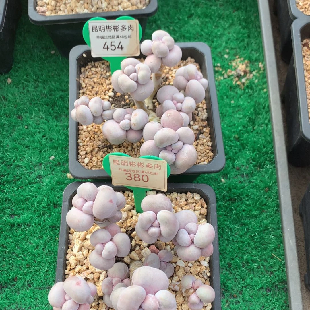 熙****阳烟美人2颗寄养454-380