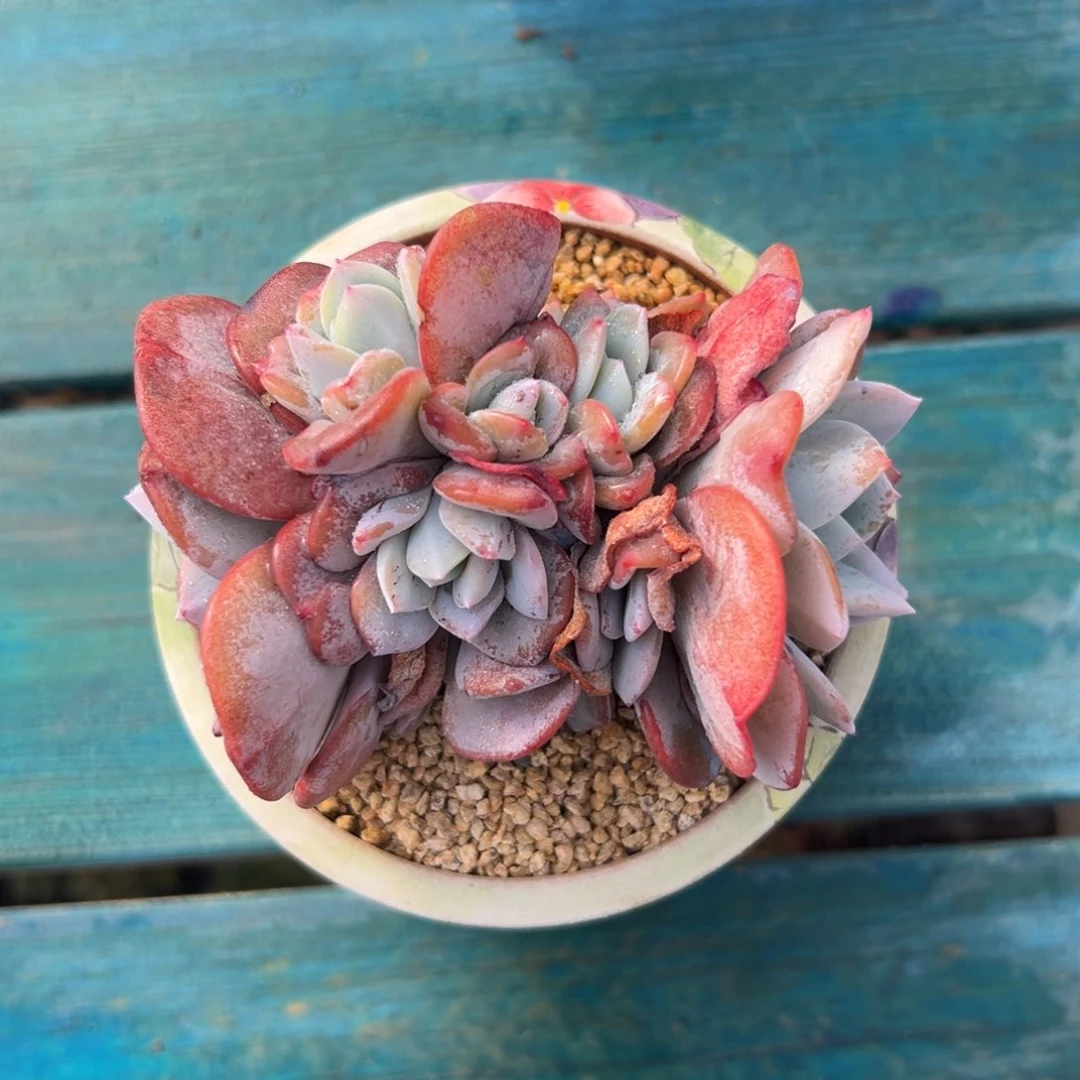 多肉编号0125-奶茶