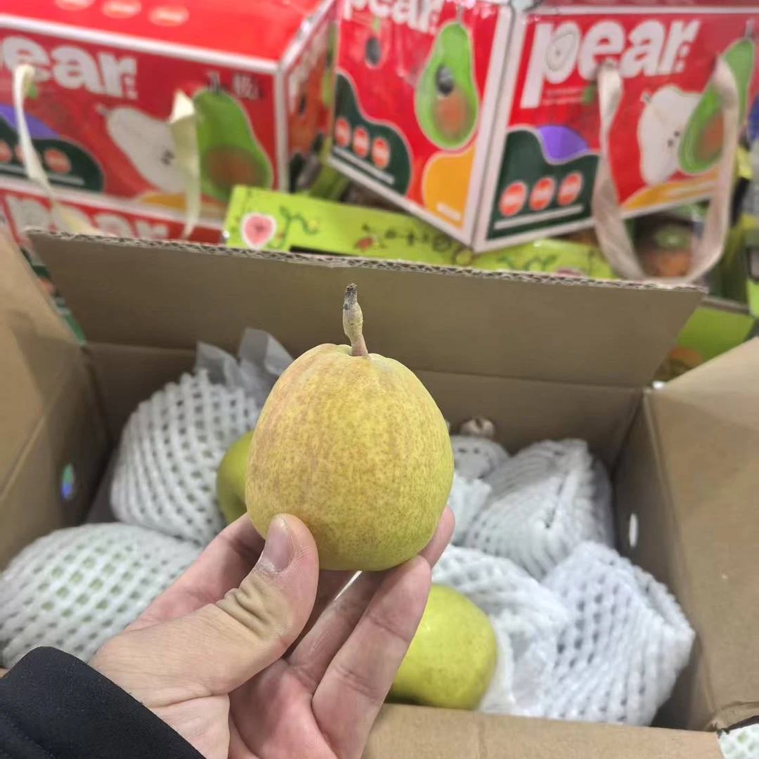 【坏果包赔】新疆库尔勒香梨4.5斤净重新鲜水果