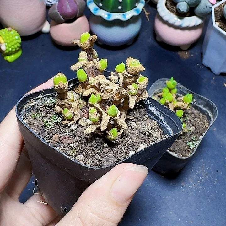 碧光环裸根一颗福利