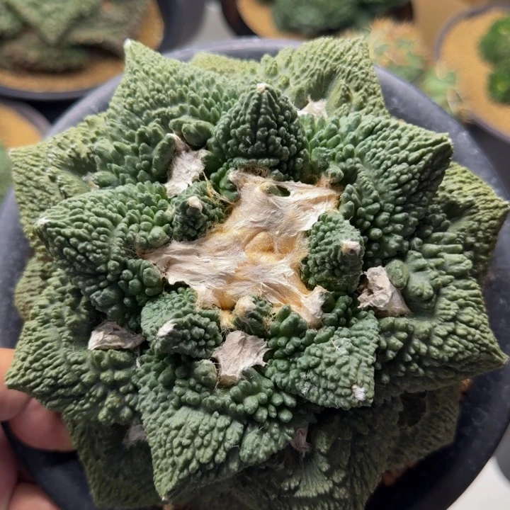18cm巨大型割尤哥斯拉