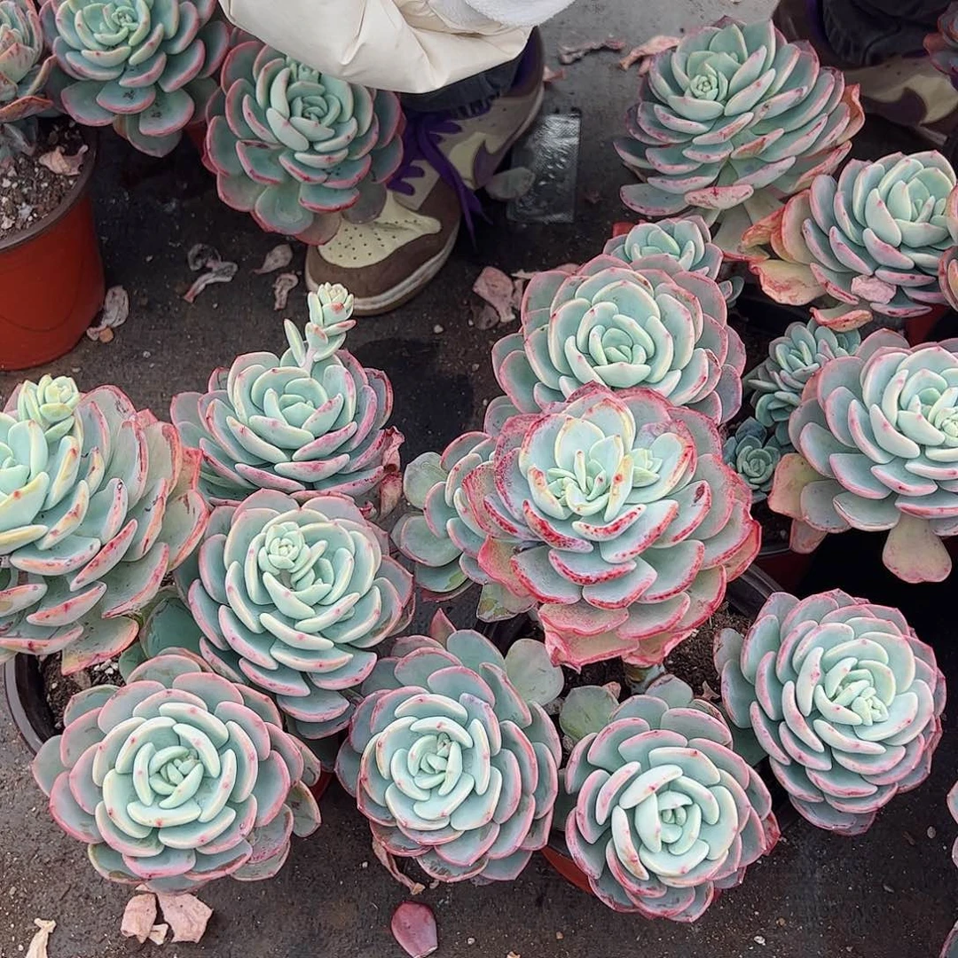 白月光三头起三盆