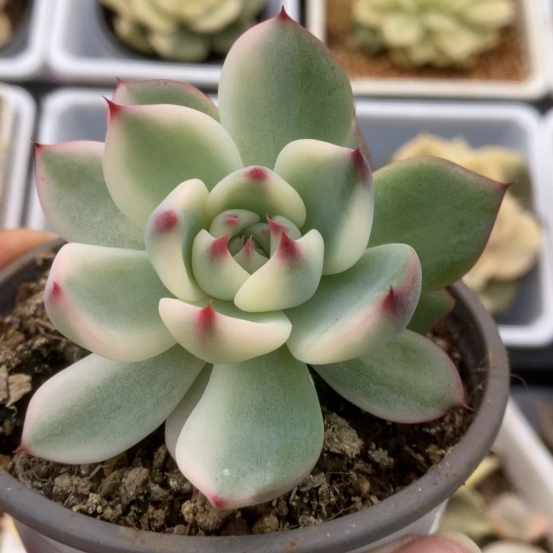 391锦锦锦锦锦锦锦锦锦