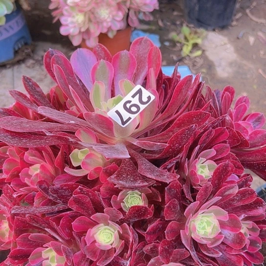缘**景多肉植物一个