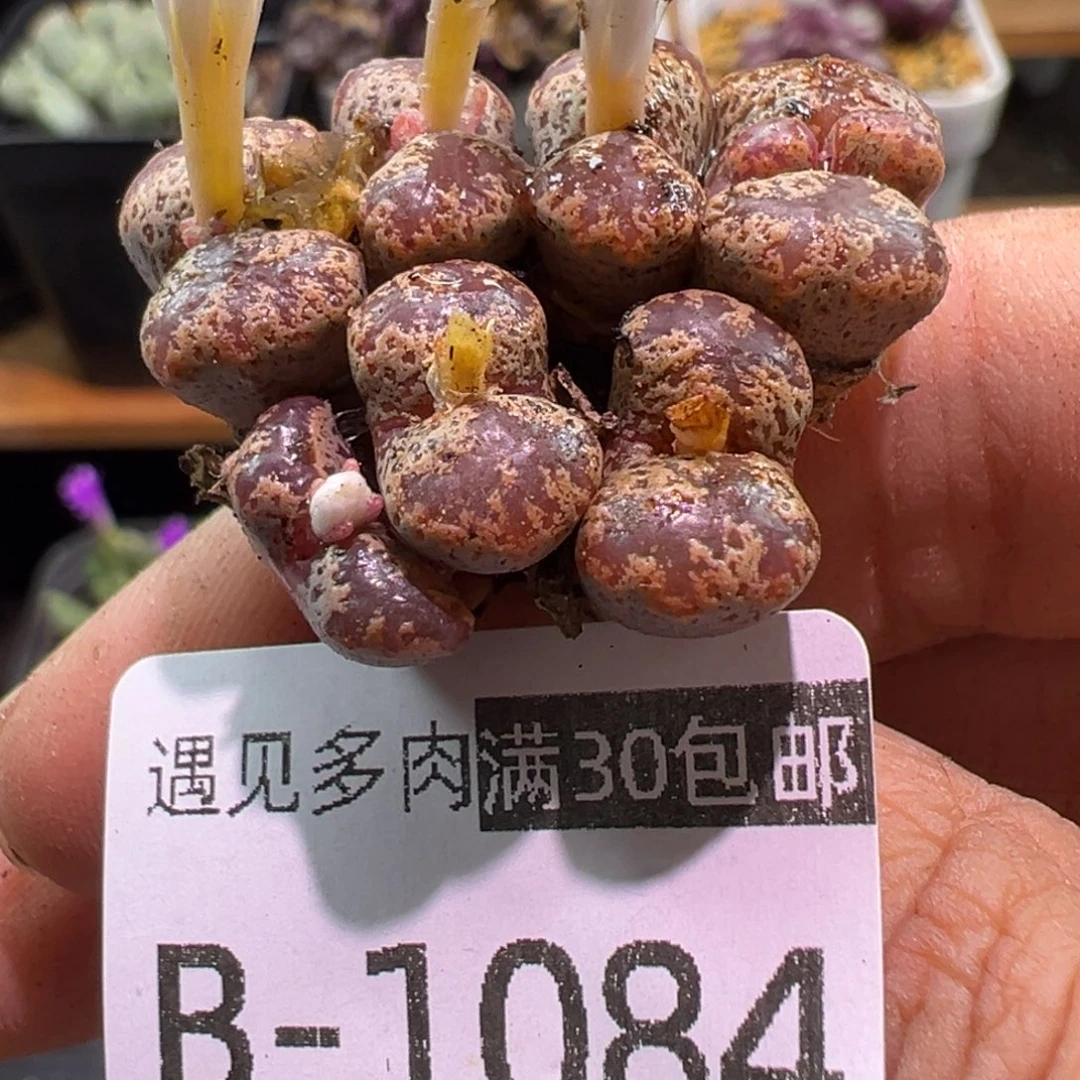 多肉植物1111111111111
