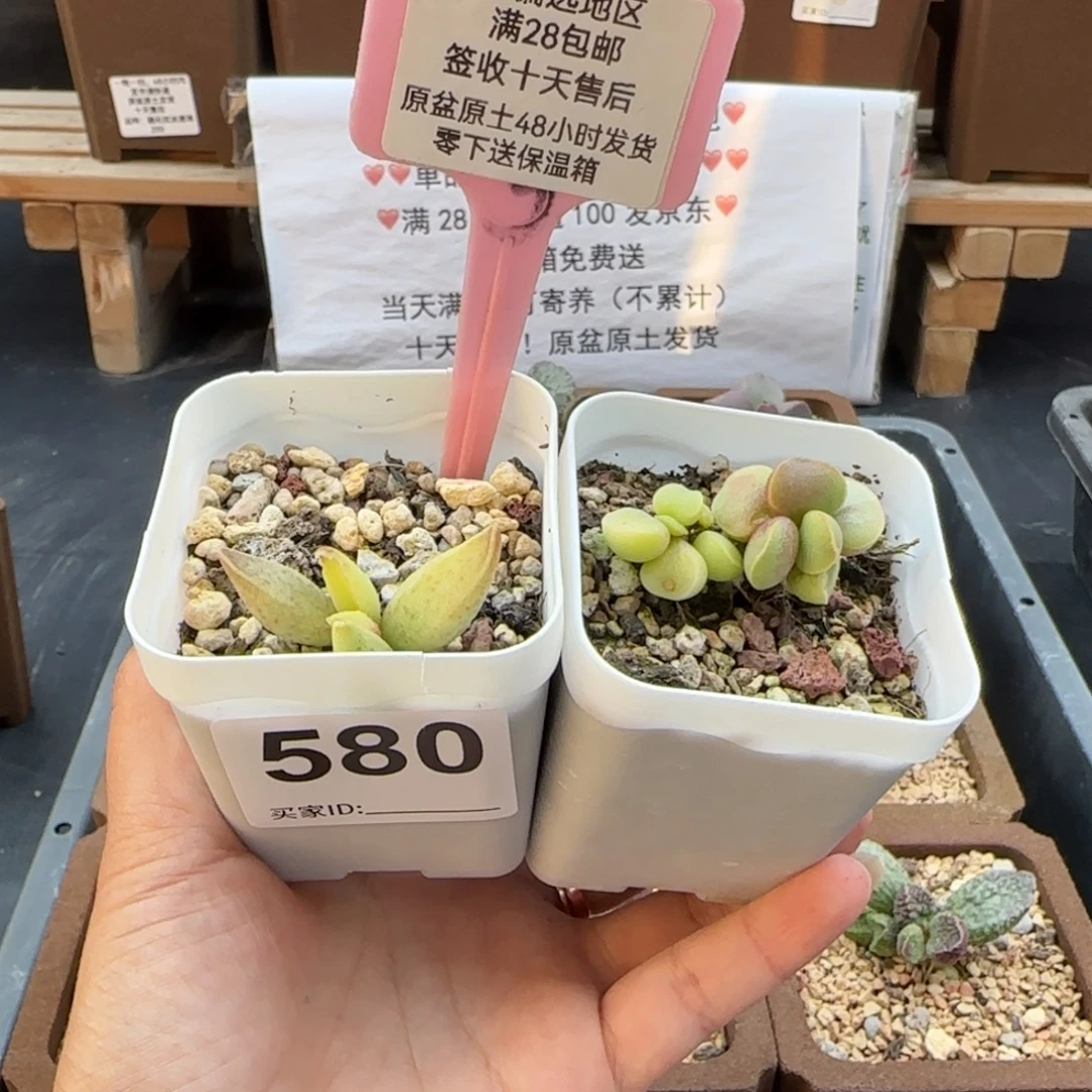 北***手580实生多肉植物多肉