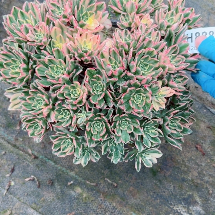 888甜茶多肉多肉