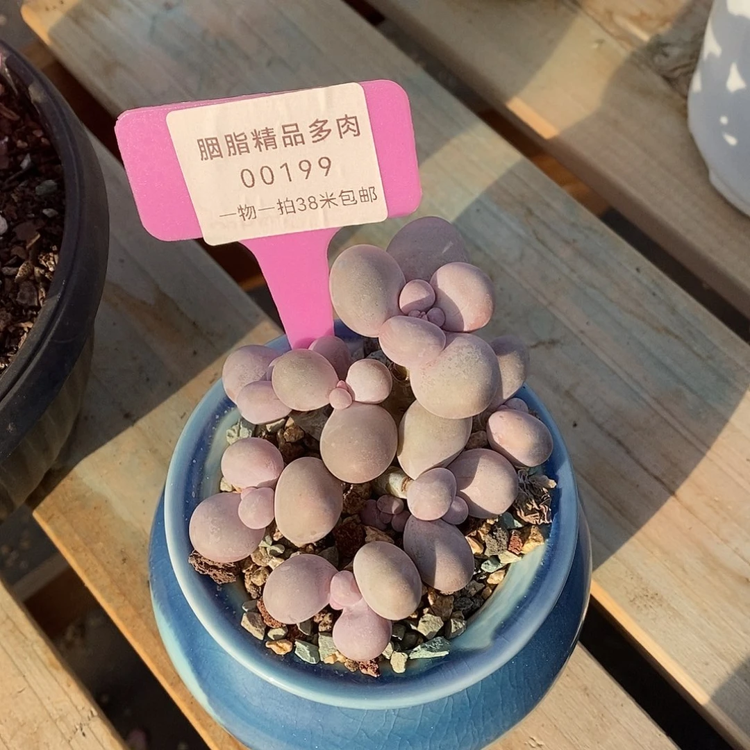 199甜蜜和咯路魔芋小雨小雨