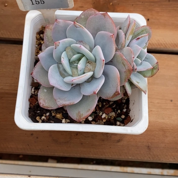 多肉-直播福利-奶茶