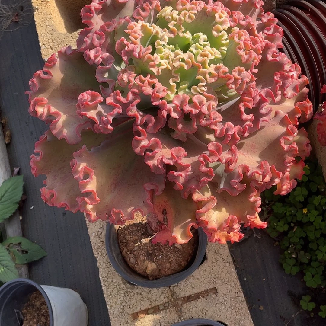秀***面A4包菜系列多肉植物1棵