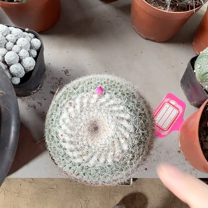 玉翁实生随机一颗