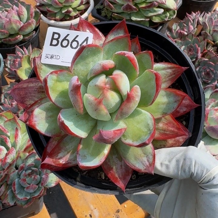 惊鸿仙子 664.......