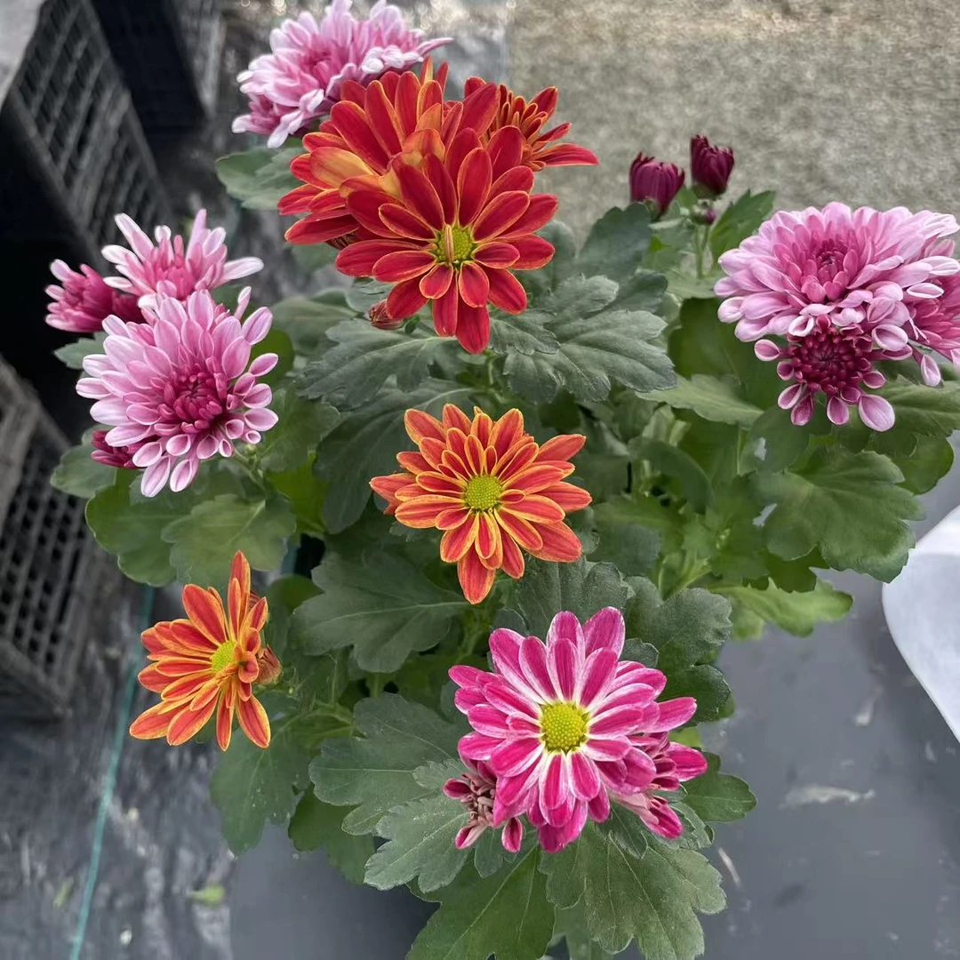 一盆多棵荷兰菊，一物一拍彩色系，1.3加仑