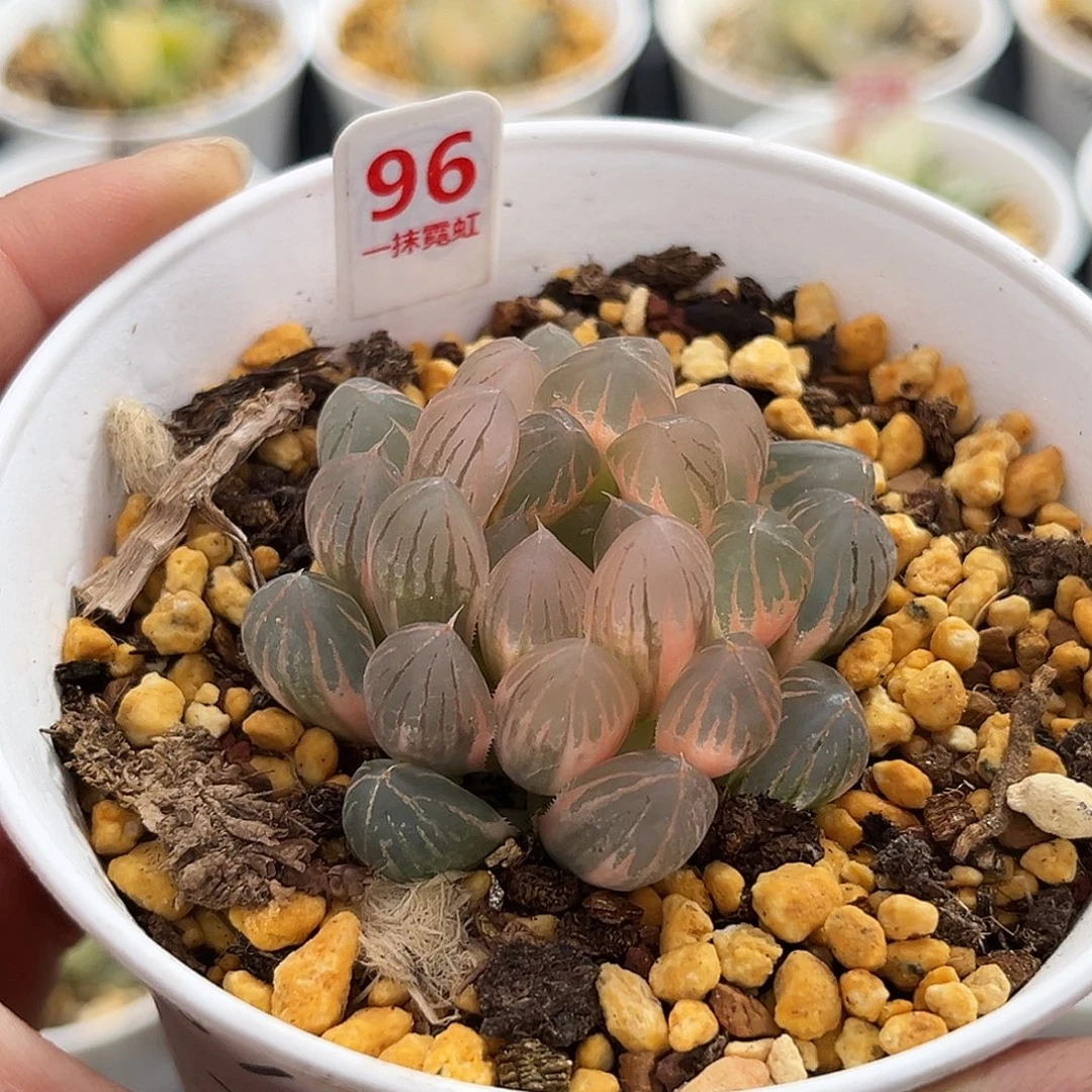 96糊斑霓虹灯玉露锦福利