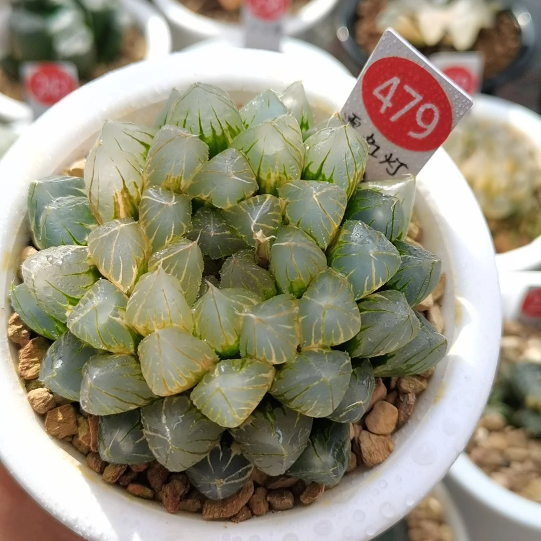 479号霓虹灯玉露锦一物一拍带盆土发货